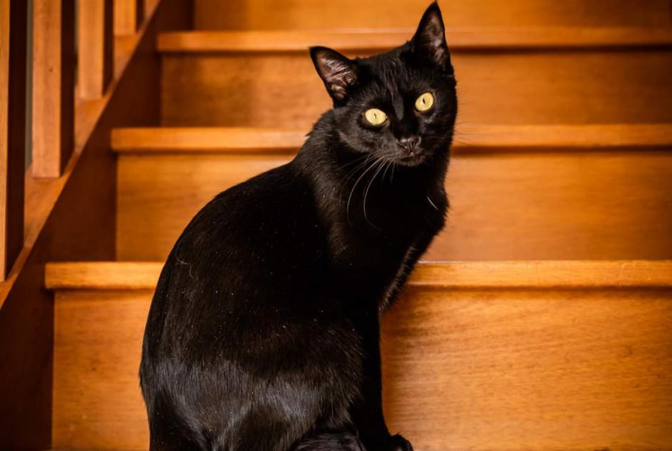 Vermisstmeldung Katze rassenmischung Weiblich , 4 jahre Bourg-des-Comptes Frankreich