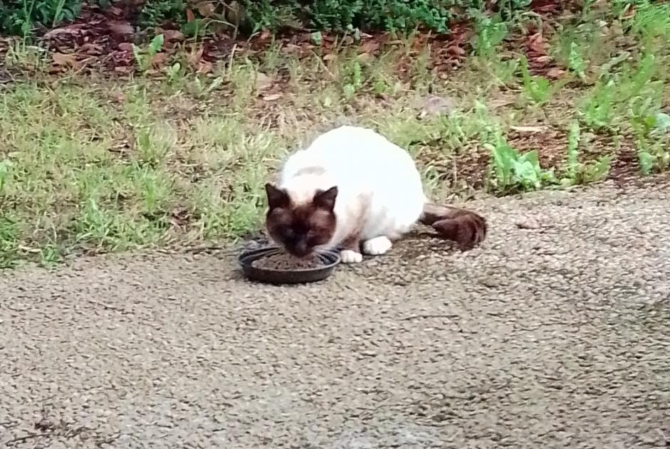 Discovery alert Cat  Unknown Pordic France