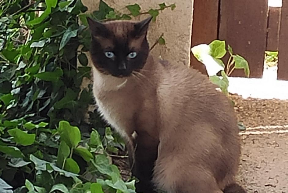 Discovery alert Cat  Unknown Colayrac-Saint-Cirq France