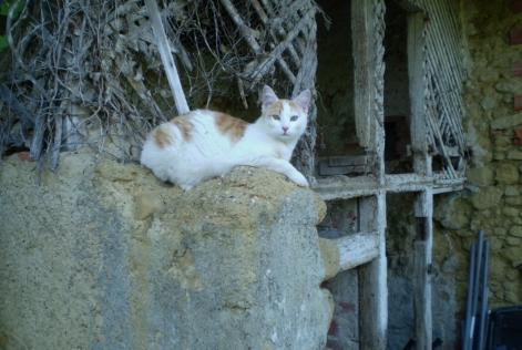 Disappearance alert Cat Male , 8 years Marciac France Disappearance alert Cat Male , 8 years Marciac France