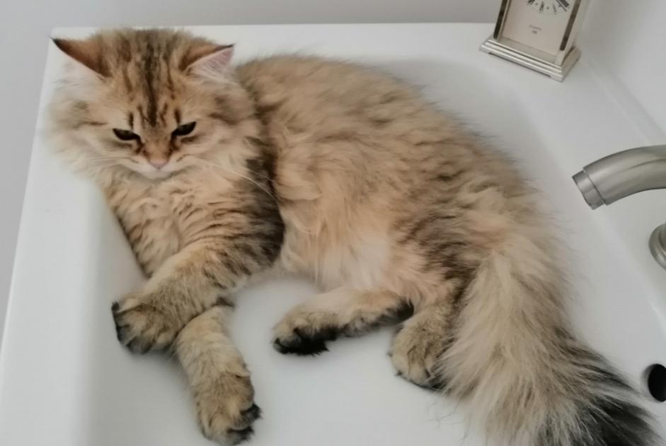 Disappearance alert Cat  Female , 0 years Roquefort France