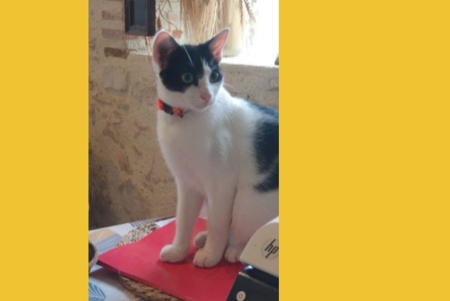 Disappearance alert Cat miscegenation Male , 1 years Villeneuve-sur-Lot France