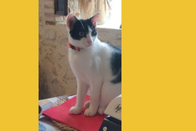 Disappearance alert Cat miscegenation Male , 1 years Villeneuve-sur-Lot France Disappearance alert Cat miscegenation Male , 1 years Villeneuve-sur-Lot France