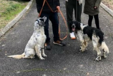 Discovery alert Dog  Female , 2023 years Gontaud-de-Nogaret France