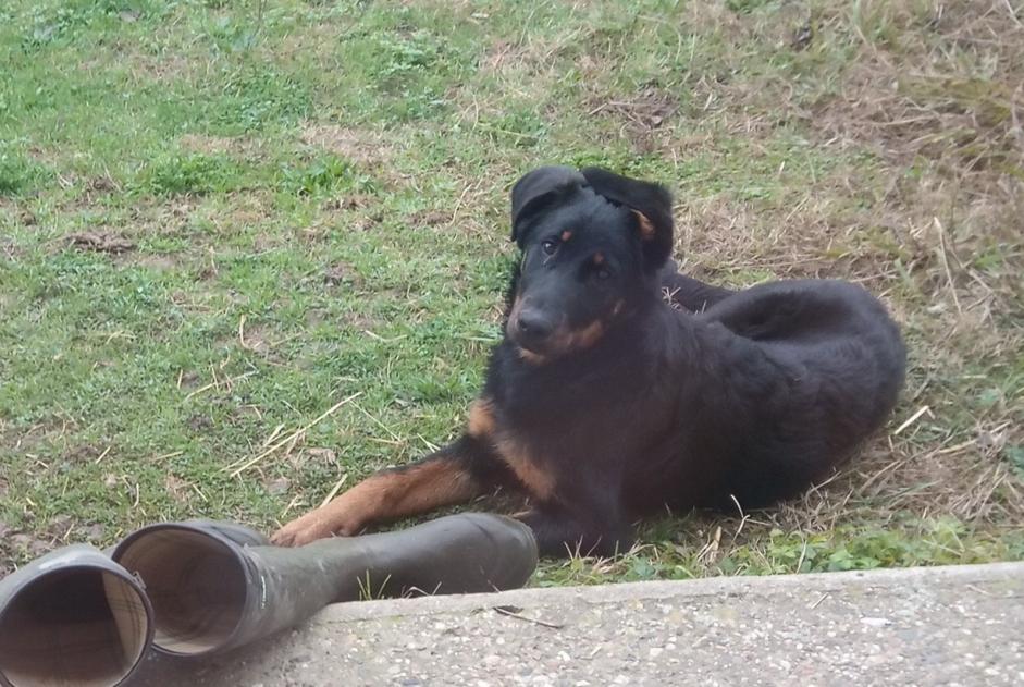 Disappearance alert Dog miscegenation Female , 1 years Castelnau-sur-Gupie France