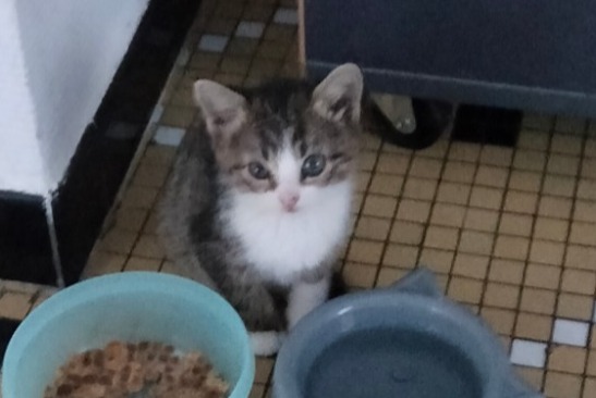 Alerta de Hallazgo Gato cruce Desconocido Le Temple-sur-Lot Francia