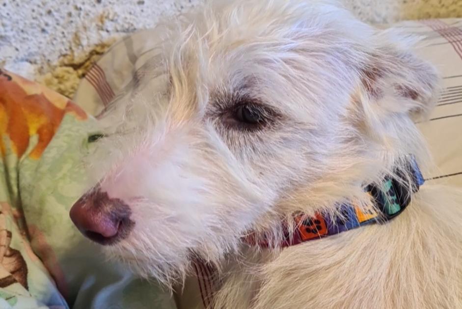 Alerta de Desaparición Perro Macho , 2 años Boudy-de-Beauregard Francia