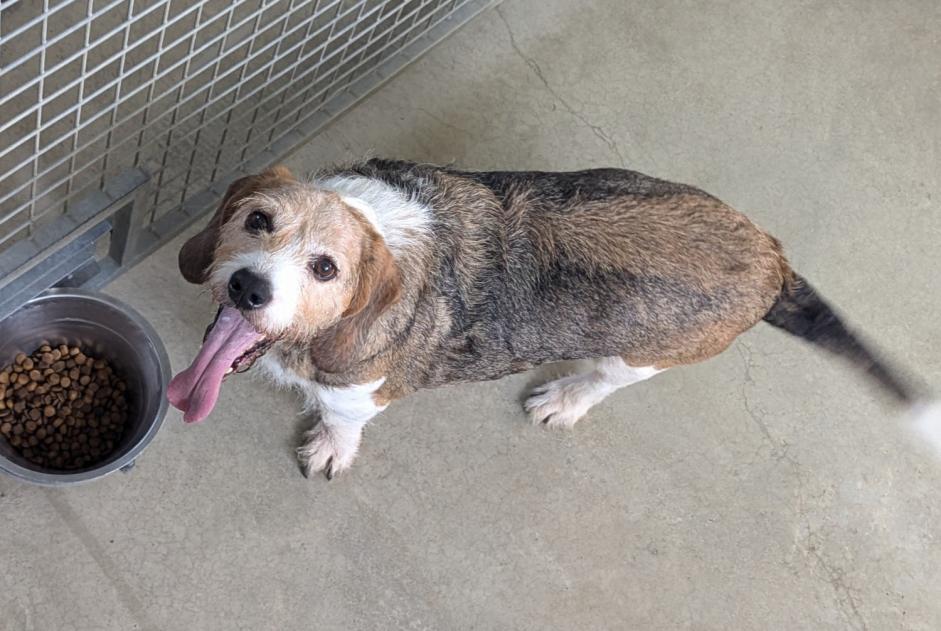 Alerta de Hallazgo Perro cruce Macho Vitré Francia