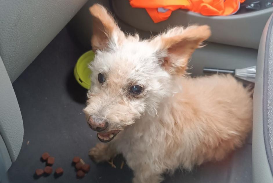 Alerta de Hallazgo Perro cruce Macho Le Temple-sur-Lot Francia