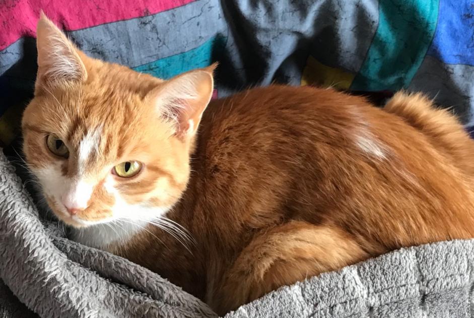 Alerte Disparition Chat Femelle , 2 ans Agen France Alerte Disparition Chat Femelle , 2 ans Agen France