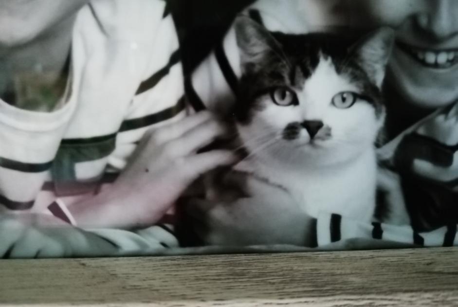 Alerte Disparition Chat croisement Mâle , 3 ans Sainte-Colombe-en-Bruilhois France Alerte Disparition Chat croisement Mâle , 3 ans Sainte-Colombe-en-Bruilhois France
