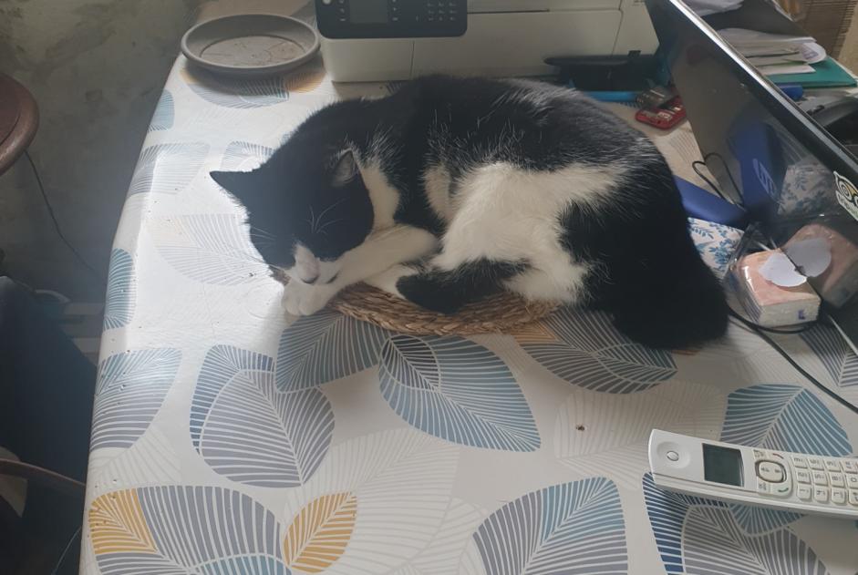 Alerte Disparition Chat Femelle , 2023 ans Villeneuve-sur-Lot France Alerte Disparition Chat Femelle , 2023 ans Villeneuve-sur-Lot France