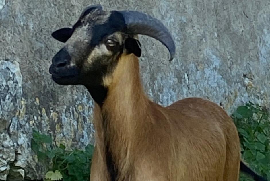 Alerte Découverte Chèvre Mâle Montaut France