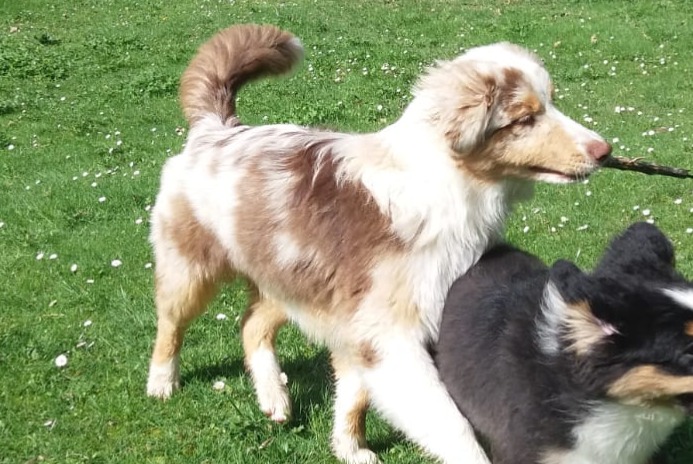 Alerte Disparition Chien Mâle , 2 ans Engayrac France Alerte Disparition Chien Mâle , 2 ans Engayrac France