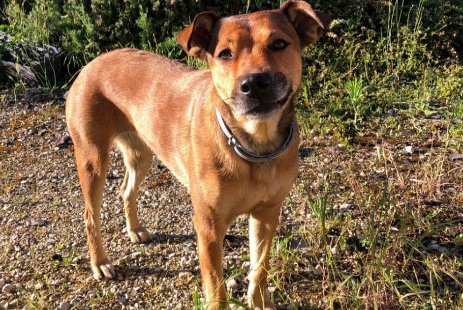 Alerte Découverte Chien Femelle Lédat France Alerte Découverte Chien Femelle Lédat France
