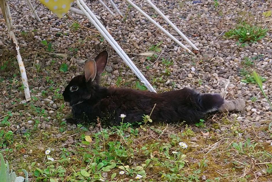 Alerte Découverte Lapin Inconnu Marmande France