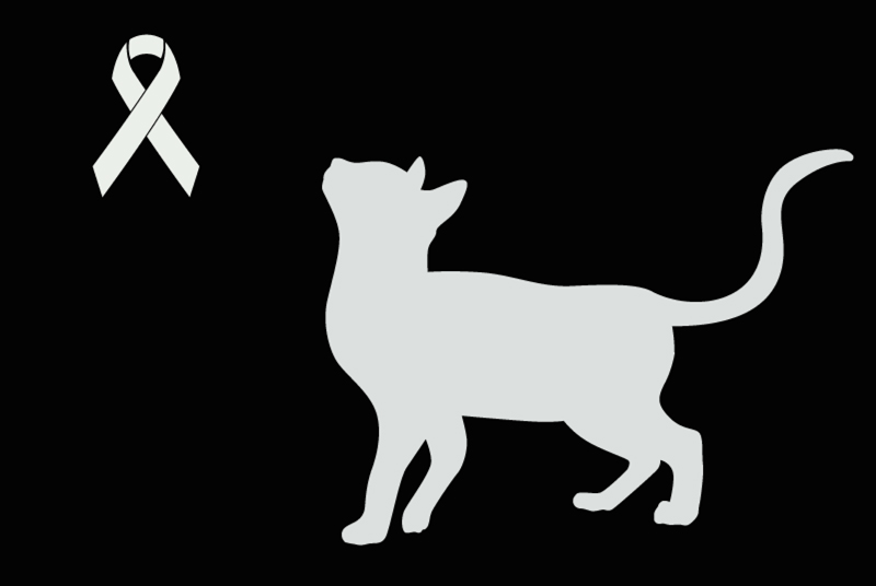 Alerte Découverte Chat  Inconnu Agen France