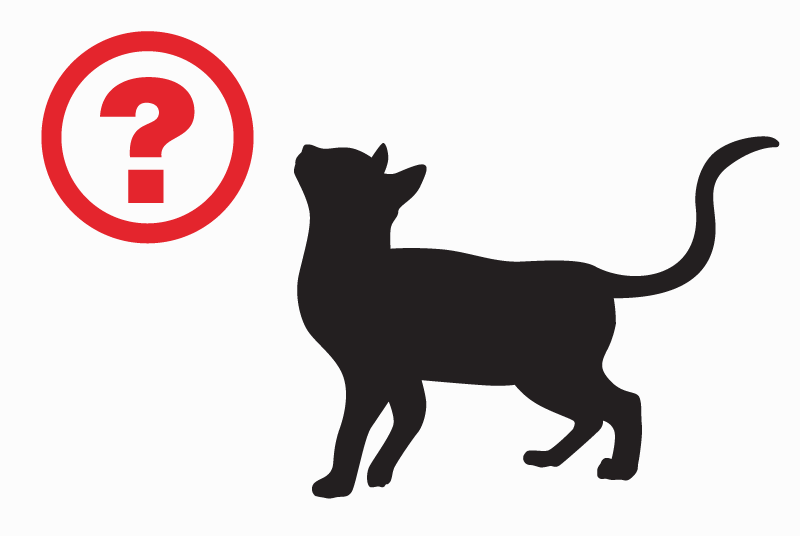 Discovery alert Cat miscegenation Unknown Agen France
