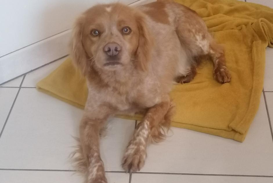 Avviso Ritrovamento Cane Femmina Bruch Francia Avviso Ritrovamento Cane Femmina Bruch Francia