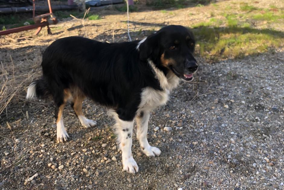 Ontdekkingsalarm Hond rassenvermenging Vrouwtje Sainte-Bazeille Frankrijk