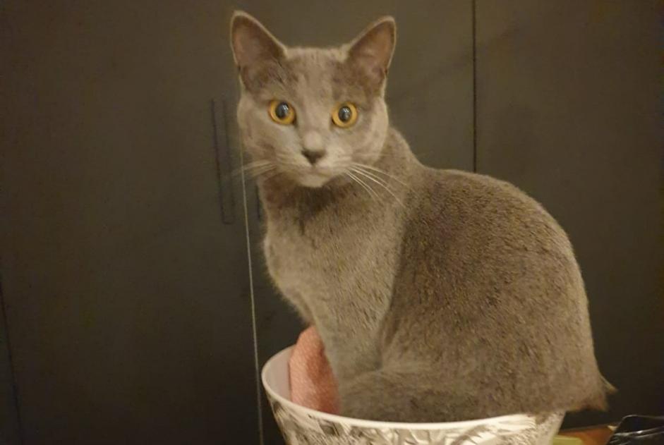 Alerta desaparecimento Gato Fêmea , 2 anos Bernin France
