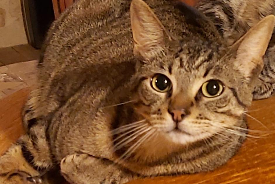 Alerta desaparecimento Gato cruzamento Macho , 3 anos Monsempron-Libos France