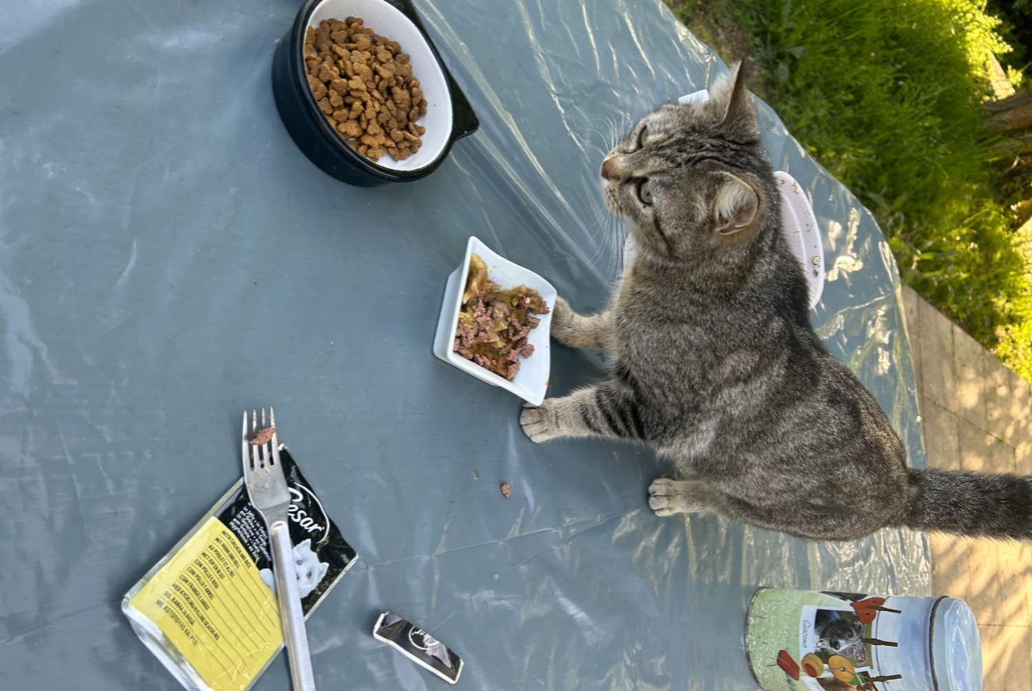 Alerta descoberta Gato cruzamento Desconhecido , 2023 anos Colayrac-Saint-Cirq France